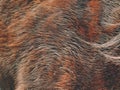 Warm winter horse fur. Brown fur detail Royalty Free Stock Photo