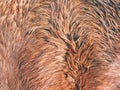 Warm winter horse fur. Brown fur detail Royalty Free Stock Photo