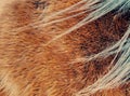 Warm winter horse fur. Brown fur detail Royalty Free Stock Photo