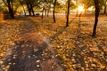 Warm yellow Autumn leaves line a park path at sunr