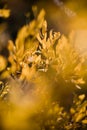 Warm yellow fall leaves in abstract focus