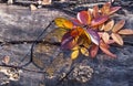 Open yellow sunglasses on log with autumn leaves