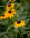 Warm Yellow Rudbeckia Flowers in Garden