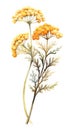 Warm Yellow Yarrow Cluster on White Background in Contemporary Watercolor Style .