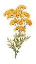 Warm Yellow Yarrow Cluster on White Background in Contemporary Watercolor Style.
