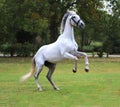 Warmblood grey racehorse mare jumps on the showground Royalty Free Stock Photo