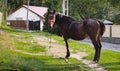 Warmblood horse stands on a path to the house