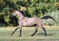 A warmblood mare gallops across the field