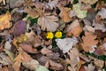 Warming: two dandelions in autumn foliage