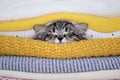 warming up in winter, gray kitten sleeps in a pile of knitted sweaters. winter season concept. autumn mood.