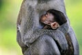 The warmth of love between baby monkey and the mother