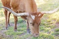 Texas longhorn cow grazing summer grass closeup