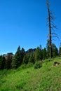 Warner Mountains, Modoc County, California