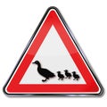 Warning ducks, geese and poultry
