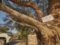 Warning sign in camelthorn tree in Puros Royalty Free Stock Photo
