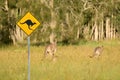 Warning sign caution kangaroos set near the forest. You can meet wild animals in this place. Kangaroos will escape