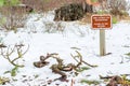 Warning sign in a winter forest to stay off for revegetation efforts