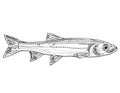 Warpaint shiner or Luxilus coccogenis Freshwater Fish Cartoon Drawing