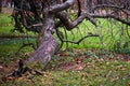 Warped tree is pressed against the ground