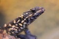 Warren girdled lizard