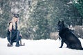 Warrior woman in image of viking with ax and horned helmet next to the dog in winter forest Royalty Free Stock Photo