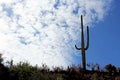 Warriors of Giant Saguaro, Saguaro National Park Royalty Free Stock Photo