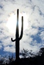 Warriors of Giant Saguaro, Saguaro National Park Royalty Free Stock Photo