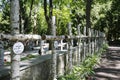 Birch Crosses on the graves of the soldiers