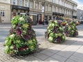 Vertical flower beds of decorative flowering cabbage on a Warsaw street. Beautiful cityscape of