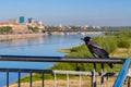 Warsaw, Poland - Single Hooded Crow bird - latin Corvus cornix - known also as hoodie view of Stare Miasto Old Town quarter and