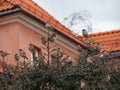 Sparrows on the tree in the Old Town, Warsaw