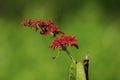 Warszewiczia is a flowering plant in the Rubiaceae family. They are mostly central and South American tropical trees.