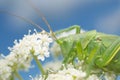 Wart-biter feeding on Caraway, Carum carvi