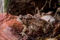 Wart covered Eastern American Toad, anaxyrus americanus, low perspective left side portrait on dry leaves Royalty Free Stock Photo