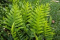 The wart fern of Hawaii