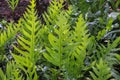 The wart fern of Hawaii