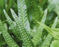 The wart fern of Hawaii or Maile-Scented Fern green leaves