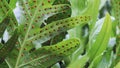 The wart fern of Hawaii or Maile-Scented Fern green leaves