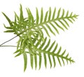 Wart fern leaf, Ornamental foliage, Fern isolated on white background, with clipping path Royalty Free Stock Photo