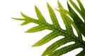 Wart fern leaf, Ornamental foliage, Fern isolated on white background, with clipping path Royalty Free Stock Photo