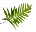 Wart fern leaf, Ornamental foliage, Fern isolated on white background, with clipping path