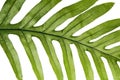 Wart fern leaf, Ornamental foliage, Fern isolated on white background, with clipping path Royalty Free Stock Photo