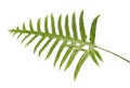 Wart fern leaf, Ornamental foliage, Fern isolated on white background, with clipping path Royalty Free Stock Photo