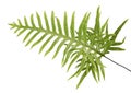 Wart fern leaf, Ornamental foliage, Fern isolated on white background, with clipping path Royalty Free Stock Photo