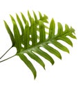 Wart fern leaf, Ornamental foliage, Fern isolated on white background, with clipping path Royalty Free Stock Photo