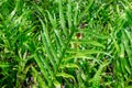 Wart fern Microsorum grossum - Davie, Florida, USA