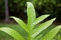 Wart Fern Phymatosorus grossus can be found in tropical areas like Hawai Royalty Free Stock Photo