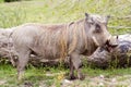 Wart hog Royalty Free Stock Photo