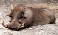 Wart Hog Royalty Free Stock Photo