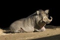 Wart Hog Royalty Free Stock Photo
